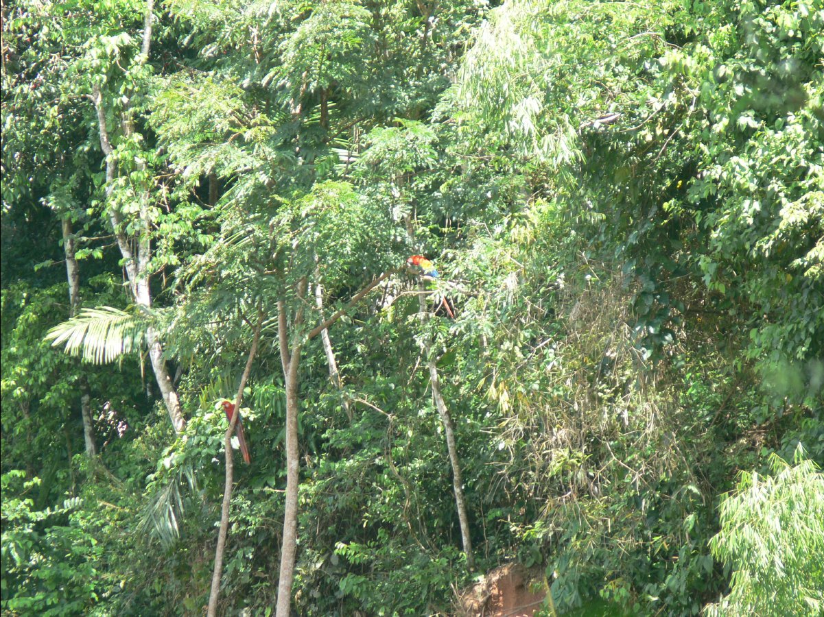 Macaw watching41